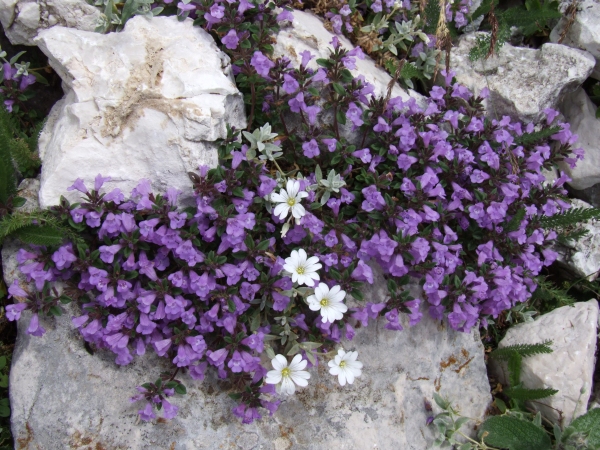 Fioriture in quota